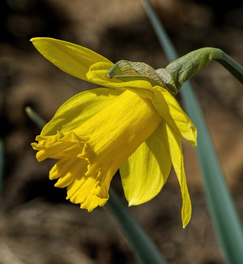 Daffodil-feb 20.jpg